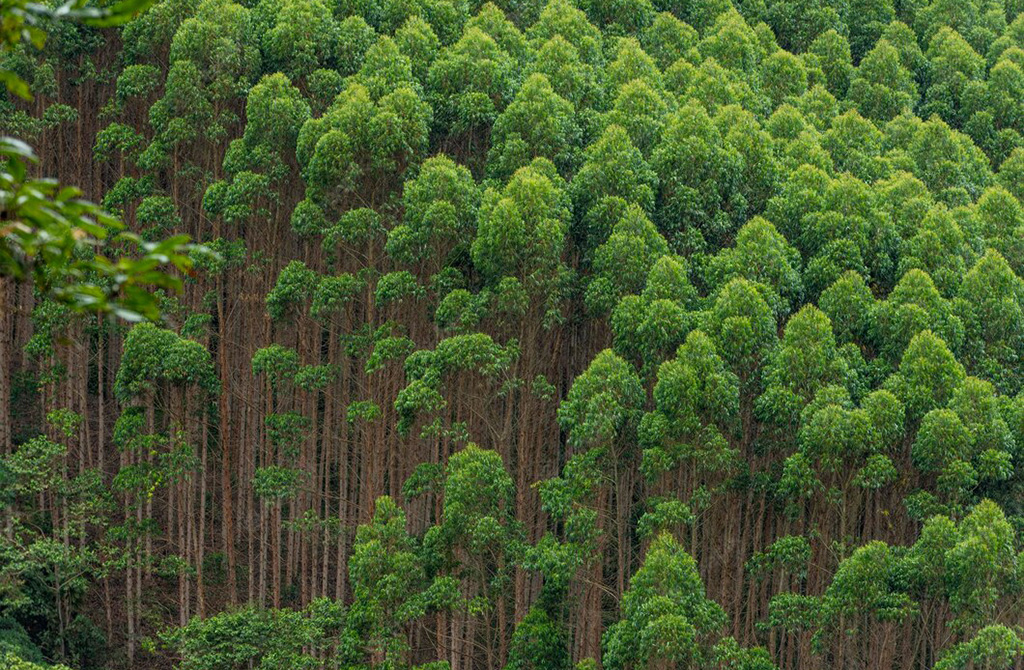 Эвкалиптовые плантации в Бразилии и в Колумбии