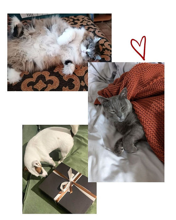 Показываем ваших хвостатых