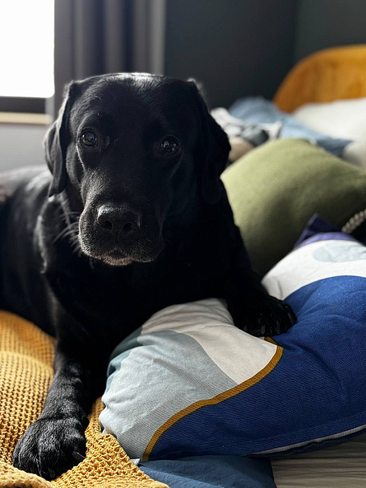 Знакомьтесь, Кадди